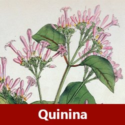 Shampoo para la caída del cabello - Componente Quinina